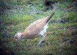CREAM-COLOURED COURSER ( Juvenile ) . ST MARTINS . SCILLY ISLES . 1 . 10 . 2004