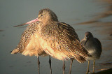 MARBLED GODWIT , MISSION BAY , SAN DIEGO , CALIFORNIA , CALIFORNIA , USA . 17 , 11 , 2004