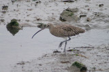 CURLEW . THE HALE ESTUARY . CORNWALL . 8 . 10 . 2013