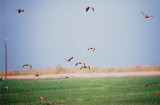 LONG BILLED CURLEW , THE SALTON SEA , CALIFORNIA , USA . 27 , 11 , 2004