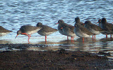  REDSHANK . BOWLING GREEN MARSH . TOPSHAM DEVON . 29 / 1 / 2003