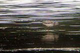 MARSH SANDPIPER , BOWLING GREEN MARSH , TOPSHAM , DEVON . 31 / 8 / 2008