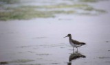 LESSER YELLOWLEGS . BUTTERSTREET COVE . EAST FLEET . DORSET . 15 / 5 / 2000