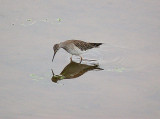 LESSER YELLOWLEGS , TREWS WEIR , EXETER , DEVON , 12 , 9 , 2013