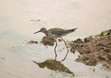 LESSER YELLOWLEGS , TREWS WEIR . EXETER , DEVON , 12 , 9 , 2013