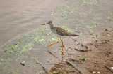 LESSER YELLOWLEGS . TREWS WEIR . EXETER . DEVON . 14 . 9 . 2013