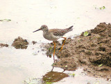 LESSER YELLOWLEGS . TREWS WEIR FLOOD RELIEF . EXETER . DEVON . 12 . 9 . 2013