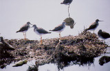 GREATER YELLOWLEGS , THE SAN DIEGO RIVER , CALIFORNIA , USA . 17 , 11 , 2004