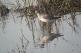 GREATER YELLOWLEGS , THE SAN DIEGO RIVER , CALIFORNIA , USA , 17 , 11 , 2004