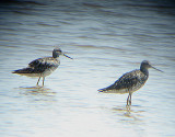 GREATER YELLOWLEGS . THE SALTON SEA . CALIFORNIA . USA . 19 . 7 . 2009
