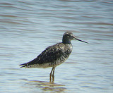 GREATER YELLOWLEGS . THE WISTER UNIT . THE SALTON SEA . CALIFORNIA . USA . 19 . 7 . 2009