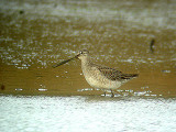 LONG-BILLED DOWITCHER , UPPER TAMAR LAKE , DEVON , 11 , 11 , 2006