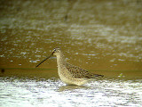 LONG-BILLED DOWITCHER . UPER TAMAR LAKE . DEVON . 11 . 11 . 2006