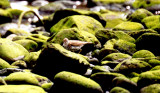 SPOTTED SANDPIPER , MACHICO , MADEIRA , 27 , 8 , 2002