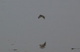 SPOTTED SANDPIPER . THE EXE ESTUARY . TOPSHAM RECREATION GROUND . DEVON . 28 . 11 . 2009 