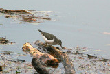 SPOTTED SANDPIPER . THE EXE ESTUARY . TOPSHAM RECREATION GROUND . DEVON . 28 . 11 . 2009