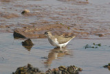 SPOTTED SANDPIPER . THE TURF LOCKS . DEVON . 22 . 9 . 2010
