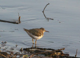 SPOTTED SANDPIPER . TOPSHAM RECREATION GROUND . THE EXE ESTUARY . DEVON . 7 . 12 . 2009