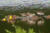 WHITE RUMPED SANDPIPER , BOWLING GREEN MARSH , TOPSHAM , DEVON 3 / 6 / 2005