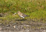 BAIRD`S SANDPIPER . DAVIDSTOW AIRPORT . CORNWALL . 16 . 9 . 2009