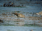 PECTORAL SANDPIPER . BLACKHOLE MARSH . SEATON . DEVON . 16 . 9 . 2009