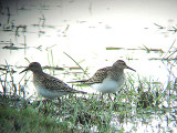 PECTORAL SANDPIPER . DAVIDSTOW AIRPORT . CORNWALL . 18 . 9 . 2008