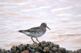 PURPLE SANDPIPER , SIDMOUTH , DEVON , 3 , 1 , 2013