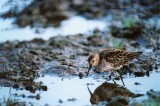  DUNLIN . DAVIDSTOW AIRPORT . CORNWALL . 24 / 9 / 2000