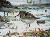  DUNLIN . DAWLISH WARREN . DEVON . 4 . 9 . 2007