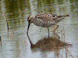 STILT SANDPIPER . PENNINGTON MARSH . HAMPSHIRE . 21 . 7 . 2002