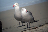 HEERMANS GULL . OCEAN BEACH . CALIFORNIA . USA . 17 . 11 . 2004