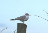 COMMON GULL . EXMINSTER MARSH . DEVON . 1 . 12 . 2010