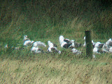 AUDOUIN`S GULL . THE SEATON MARSHES . DEVON . 14 . 8 . 2007