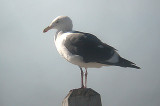 Western Gull . Larus occidentalis