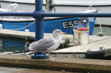Herring Gull . Larus argentatus