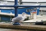 HERRING GULL . EXMOUTH DOCKS . DEVON . 19 . 10 . 2013