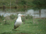Armenian Gull . Larus armenicus