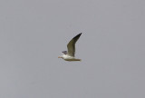 LESSER BLACK BACKED GULL . BOWLING GREEN MARSH . TOPSHAM . DEVON . ENGLAND . 10 . 3 . 2011