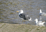 LESSER BLACK-BACKED GULL . TREWS WEAR . EXETER . DEVON . ENGLAND . 23 . 10 . 2013