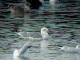 CASPIAN GULL . NR DIDCOT RUBBISH TIP . OXFORDSHIRE . 14 . 10 . 2009