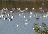 CASPIAN GULL . NR DIDCOT RUBBISH TIP . OXFORDSHIRE . 14 . 10 . 2009