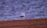 CASPIAN GULL . EILAT BIRD SANCTUARY . ISRAEL . 31 / 3 / 2001