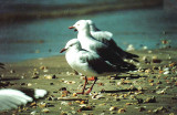 Silver Gull . Larus novaehollandiae