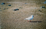 SILVER GULL . TURTLE BAY . BARGARA . QUEENSLAND . AUSTRALIA . 31 . 5 . 2000