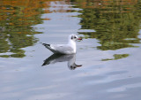 BLACK HEADED GULL . STOVER COUNTRY PARK . DEVON . 18 . 10 . 2009