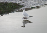 BLACK HEADED GULL . TURF LOCKS . DEVON . 17 . 10 . 2013