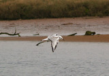 BONAPARTE`S GULL , THE OTTER ESTUARY , DEVON , 14 , 4 , 2011