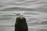 BONAPARTE`S GULL . TEIGNMOUTH . DEVON . 25 . 9 . 2013 