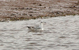 BONAPARTE`S GULL . THE OTTER ESTUARY . DEVON . 14 . 4 . 2011