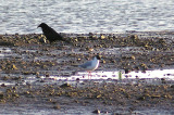 BONAPARTE`S GULL . TOPSHAM RECREATION GROUND . DEVON . 4 . 5 . 2013